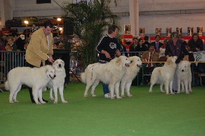 De la cascade de couplan - Exposition Canine Internationale, Rouen 7 Décembre 2008