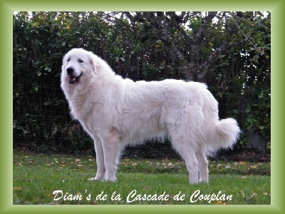 De la cascade de couplan - TROPHEE PROPLAN 2011