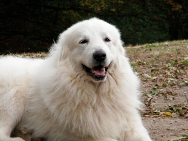 De la cascade de couplan - Exposition Canine Internationale, Saint-Etienne 28 Octobre 2018