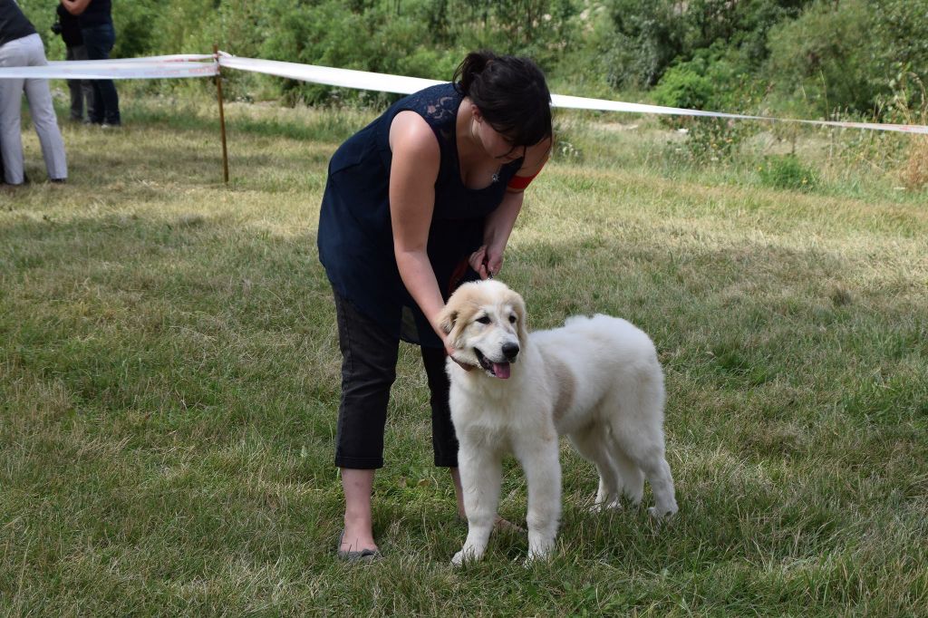 De la cascade de couplan - Exposition Canine Nationale, Brives-Charensac 30 Juillet 2017