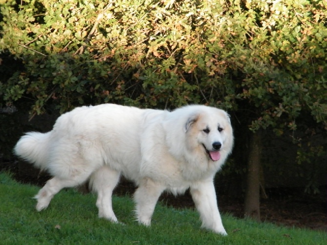 De la cascade de couplan - Exposition Canine Internationale, Saint Etienne 9 Novembre 2014