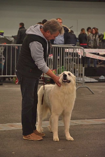 De la cascade de couplan - Exposition Canine Internationale, St-Etienne 13 Novembre 2016