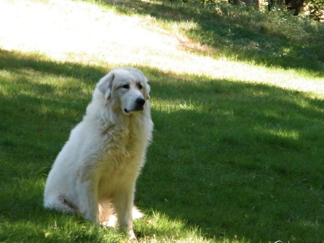 De la cascade de couplan - Exposition Canine Nationale, Aurillac 21 Juillet 2019