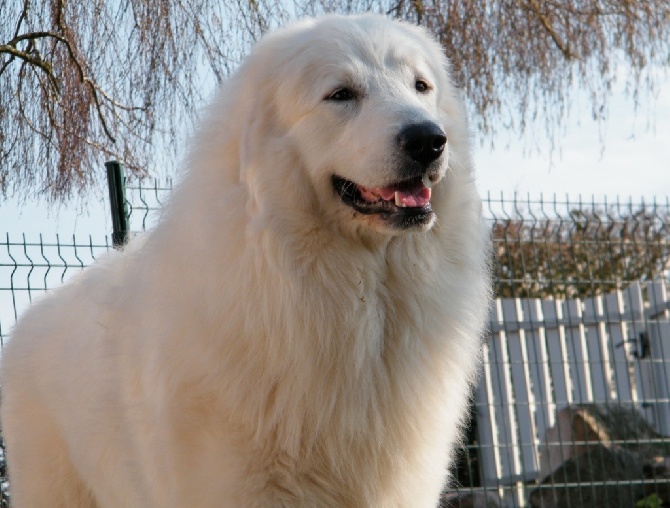 De la cascade de couplan - Exposition Canine Internationale, Chateauroux 20 Avril 2014