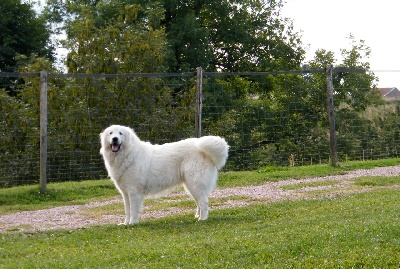 De la cascade de couplan - Exposition Canine Internationale, Nevers 7 Septembre 2013