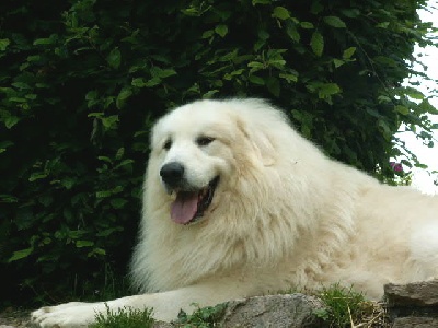 De la cascade de couplan - Exposition Canine Internationale