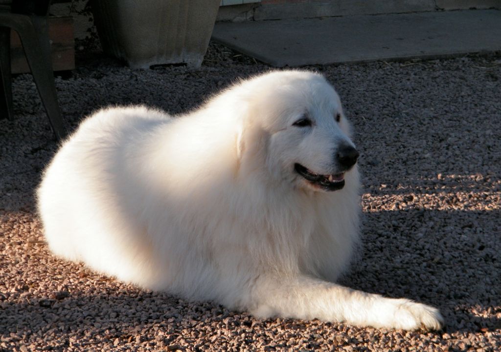 De la cascade de couplan - Exposition Canine Internationale, Montluçon 17 Mars 2019