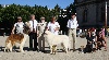  - Exposition Canine Nationale, Le Puy en Velay 26 Juillet 2009