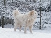  - Exposition Canine Internationale, Bourges 17 Février 2013