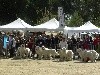  - Exposition Canine Nationale, Dompierre-sur-Besbre 8 Septembre 2019