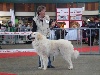  - Exposition Canine Internationale, Limoges 14 Avril 2013