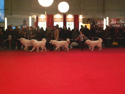 De la cascade de couplan - Exposition Canine Internationale, Metz, 2 Novembre 2008