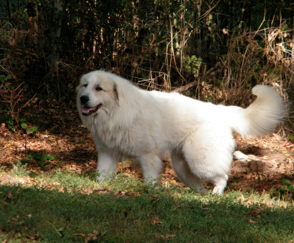 De la cascade de couplan - Exposition Canine Nationale, Dompierre-sur-Besbre 13 Septembre 2020