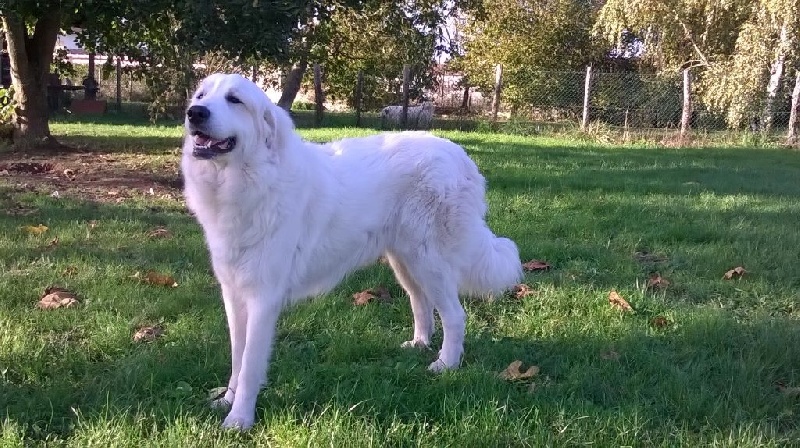 Hourquette d'ancizan De la cascade de couplan